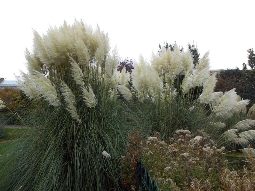 Pampas Grass