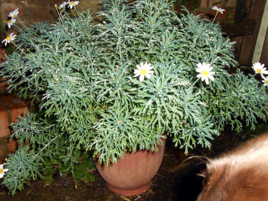 Marguerite & Dog-face