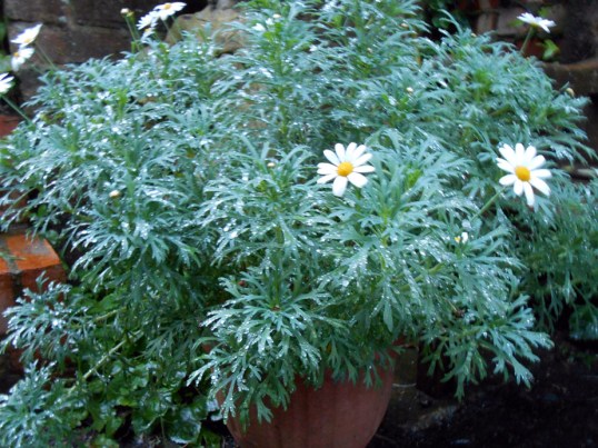 Take Three: Ms Labrador's Breakfast Break, Ms Marguerite's Triumph