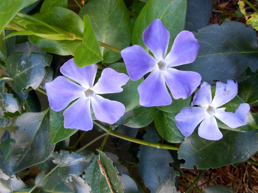 azure periwinkles