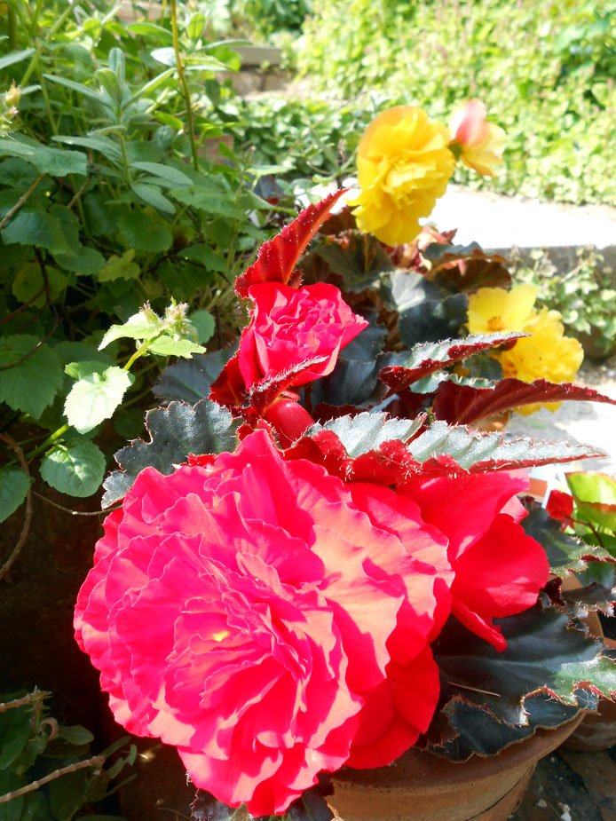 Red and yellow begonias