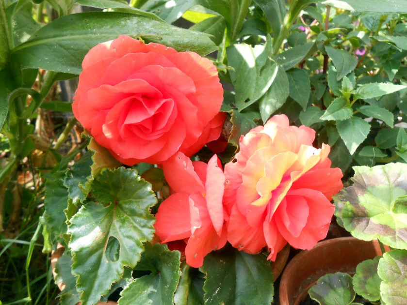 Flame orange begonias