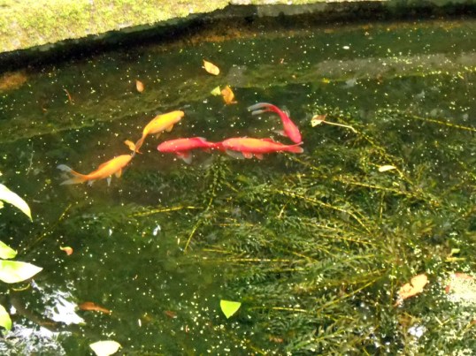 Zen Goldfish