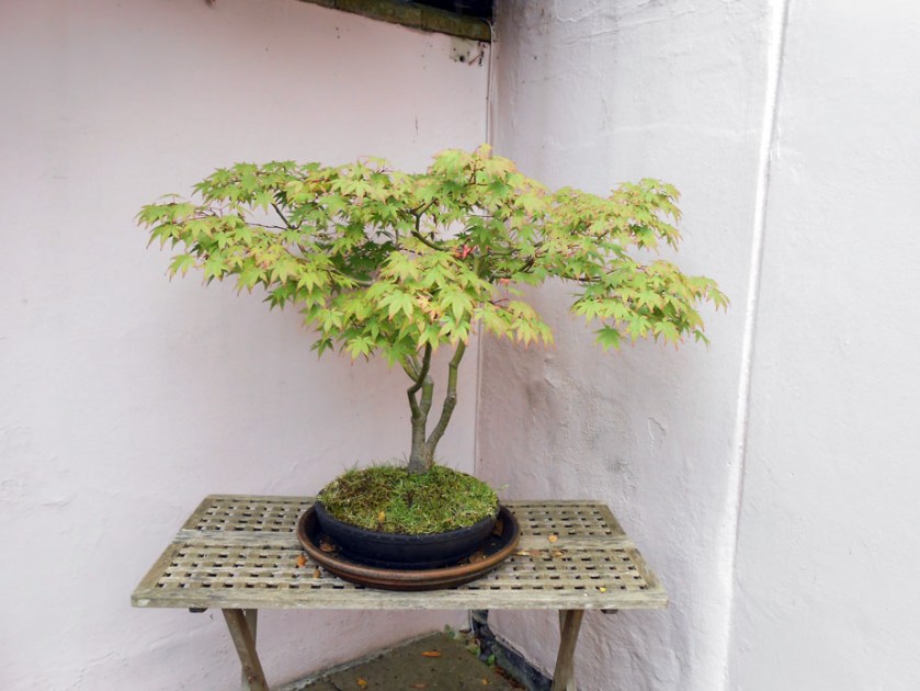 Bonsai Maple