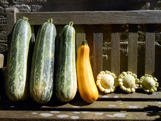 marrows-courgette-and-squashes