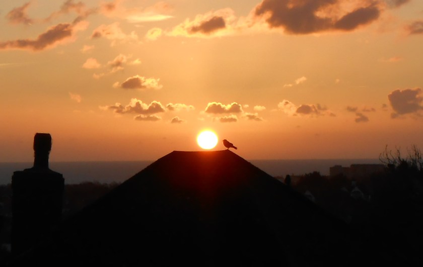 blackbird-rising-sun