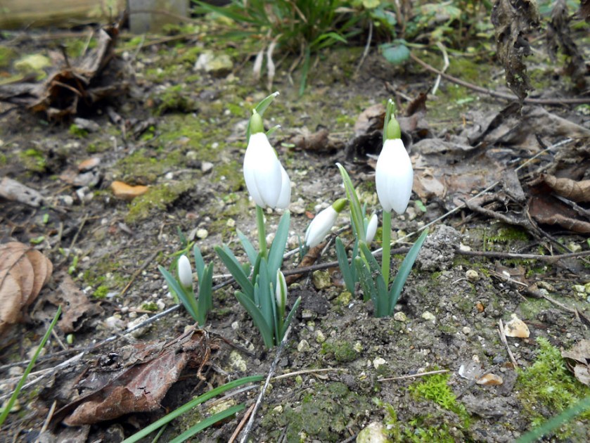 snowdrops
